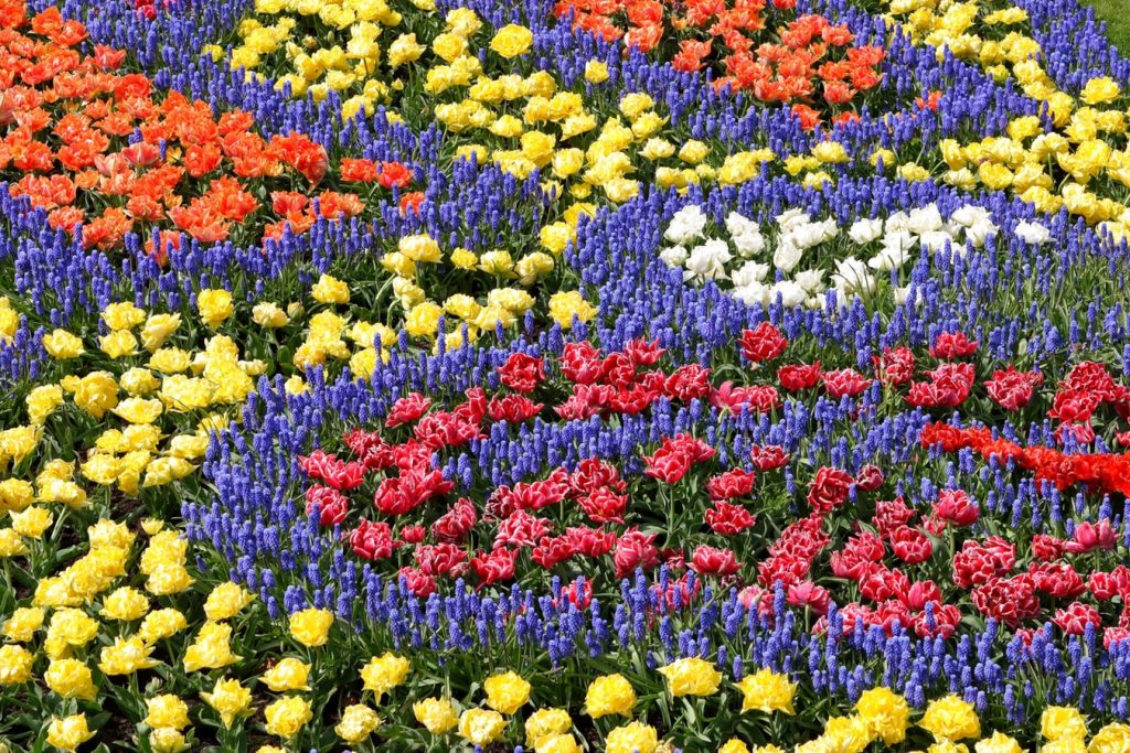 Campo florido de diversas cores, e cada tipo de flor faz um caminho diferente.