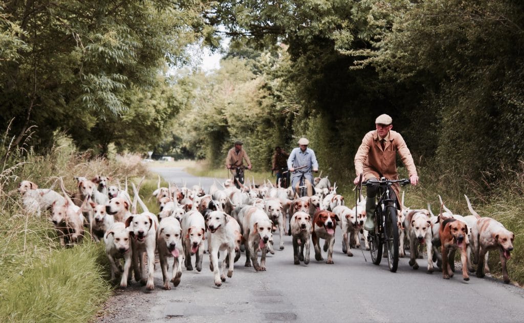Quatro homens andando de bicicleta com dezenas de cachorros caminhando ao lado, em uma estrada cercada por árvores.
