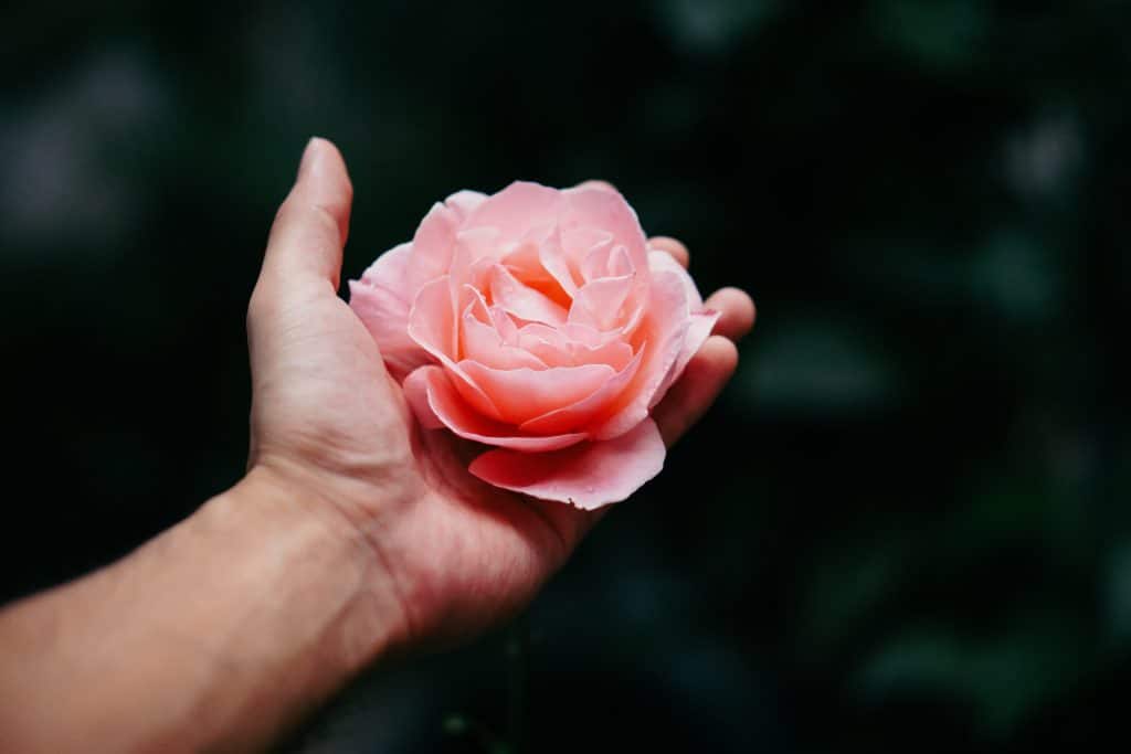 Mão segurando uma flor de rosa grande.