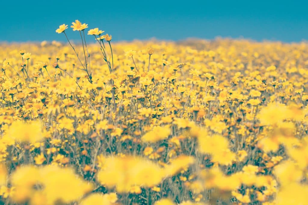 Campo de flores amarelas