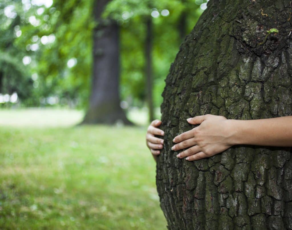 Tronco de árvore inclinado para frente, sendo abraçado por mãos humanas, representando uma barriga grávida.