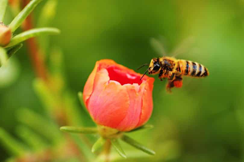 Abelha se aproximando de uma flor vermelha prestes a desabrochar.