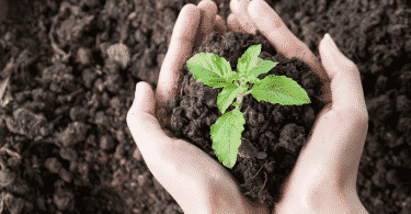 Pessoa segurando uma muda de planta nas mãos