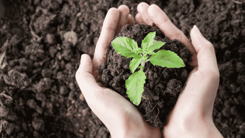 Pessoa segurando uma muda de planta nas mãos