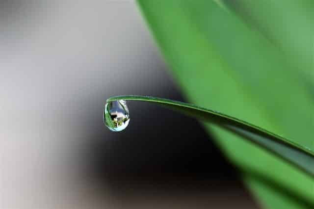 Gota de orvalho caindo de planta