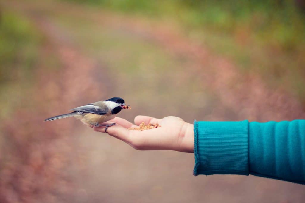 Pessoa alimentando um pássaro, que repousa em sua mão