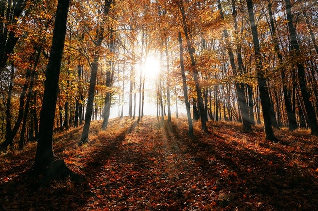 Árvores de floresta durante outono com sol reluzindo entre as árvores