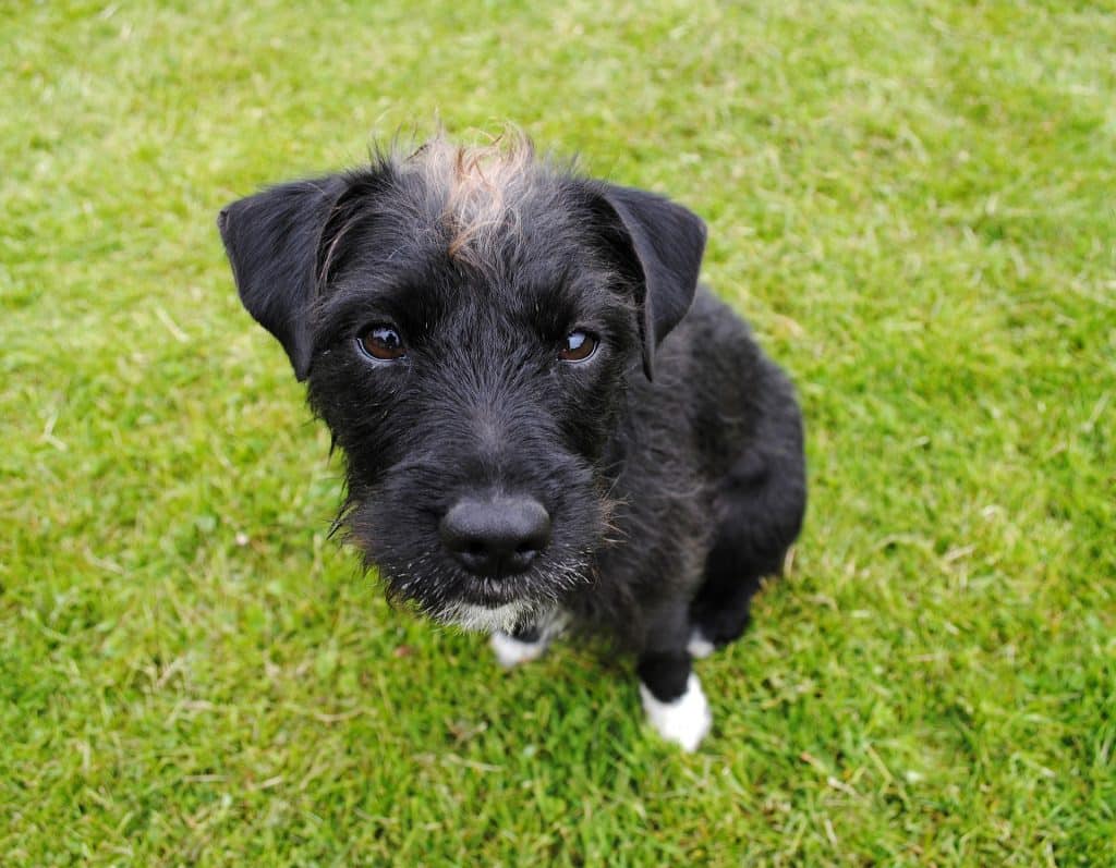 Imagem de um cachorro pequeno sem raça definida na cor preta. Ele tem uma mecha marrom na cabeça e as patinhas brancas.
