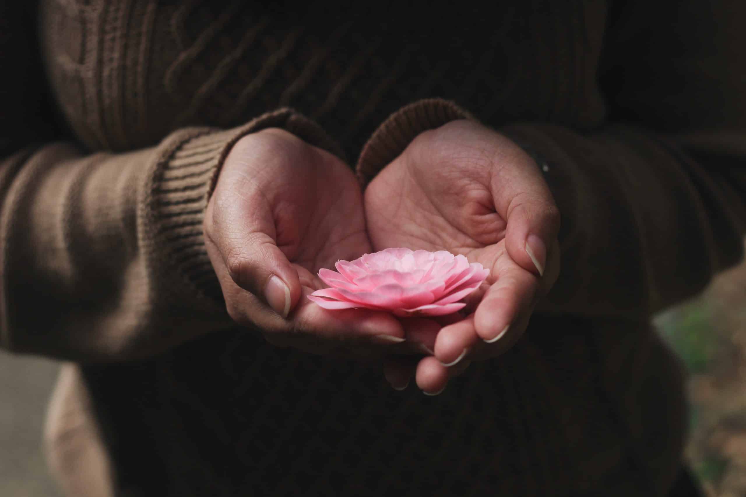 Mãos femininas segurando uma flor cor-de-rosa.