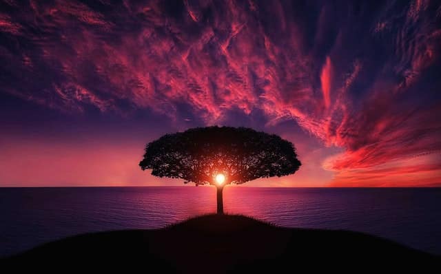 Árvore com pôr-do-sol no mar ao fundo