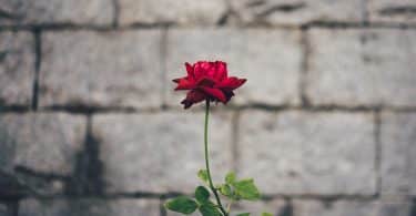 Flor em frente a um muro de concreto