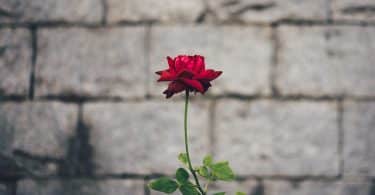 Flor em frente a um muro de concreto