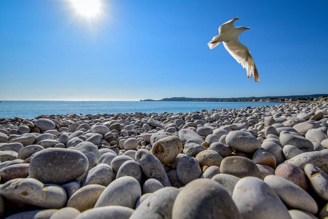 Praia de pedras com gaivota dando rasante.