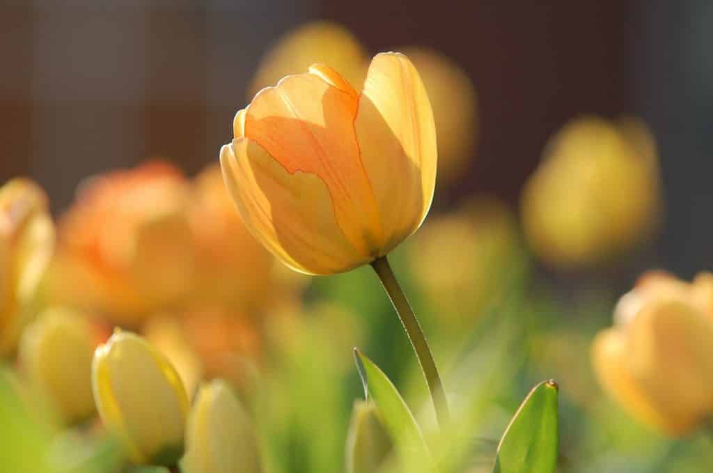 Campo de flores amarelas