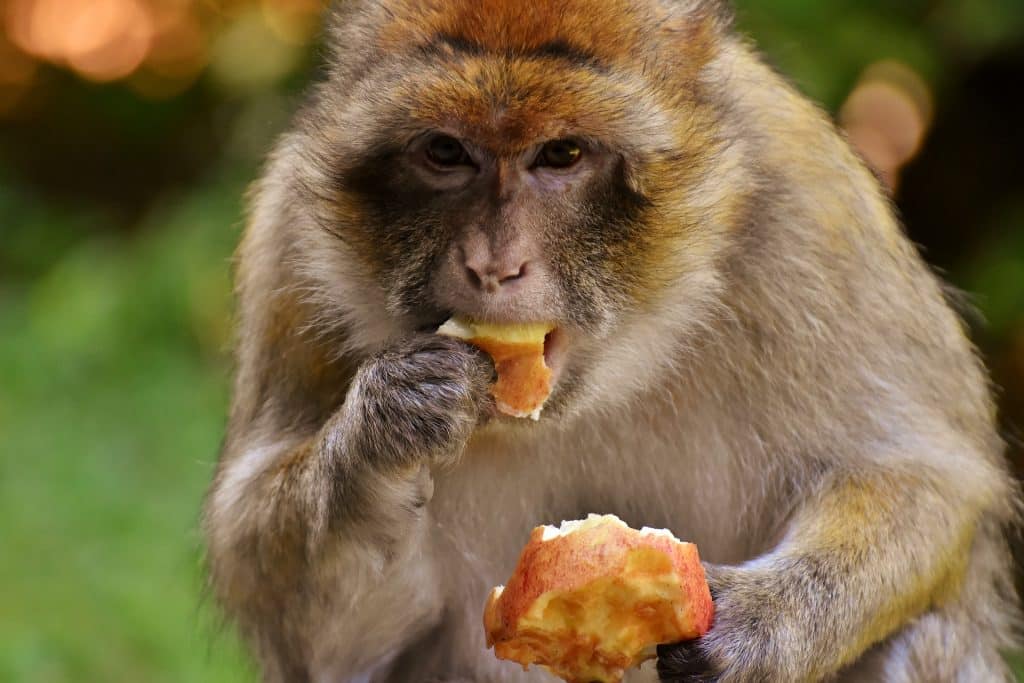 Imagem de um macaco comendo uma maça.
