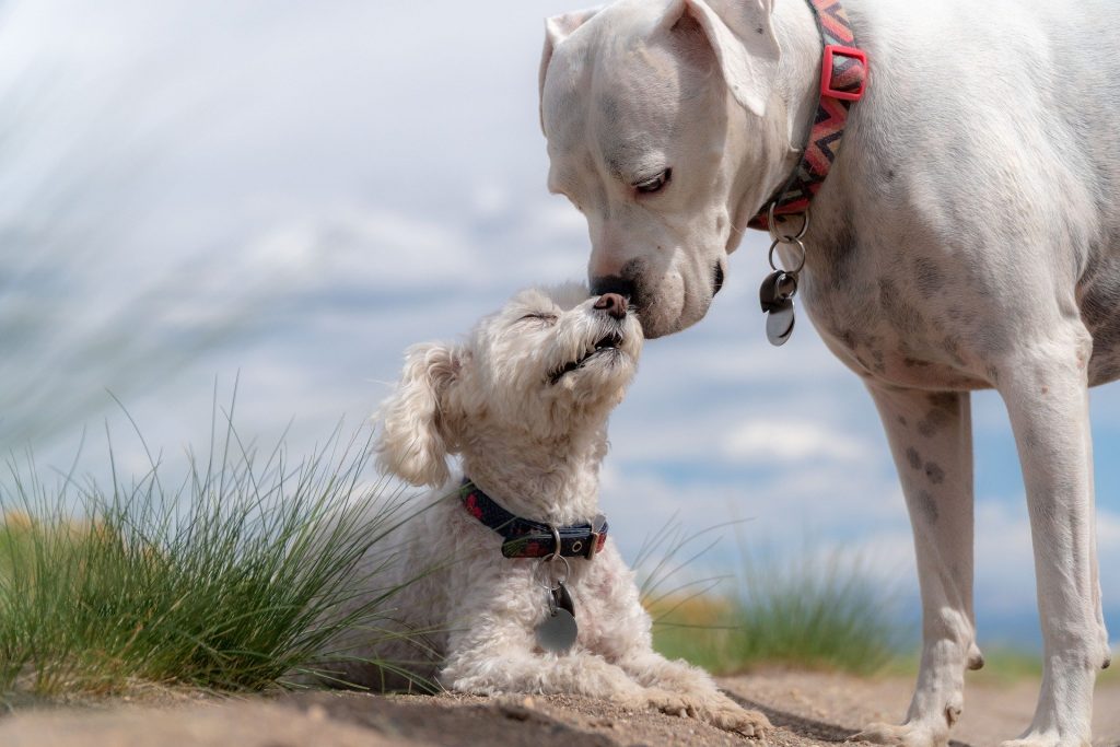 Imagem de dois cachorros na cor branca, sendo um poodle e o outro um cachorro maior sem raça definida. O maior está cheirando o cachorro menor.