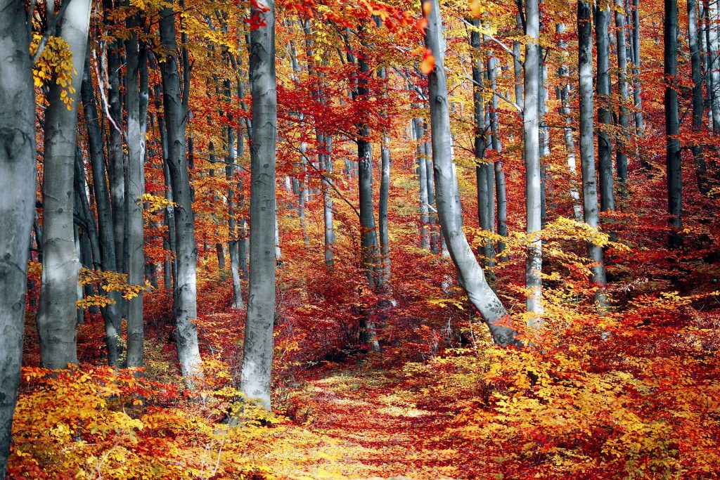 Imagem de uma linda floresta em pleno outono. Todas as árvores estão com suas folhas alaranjadas.
