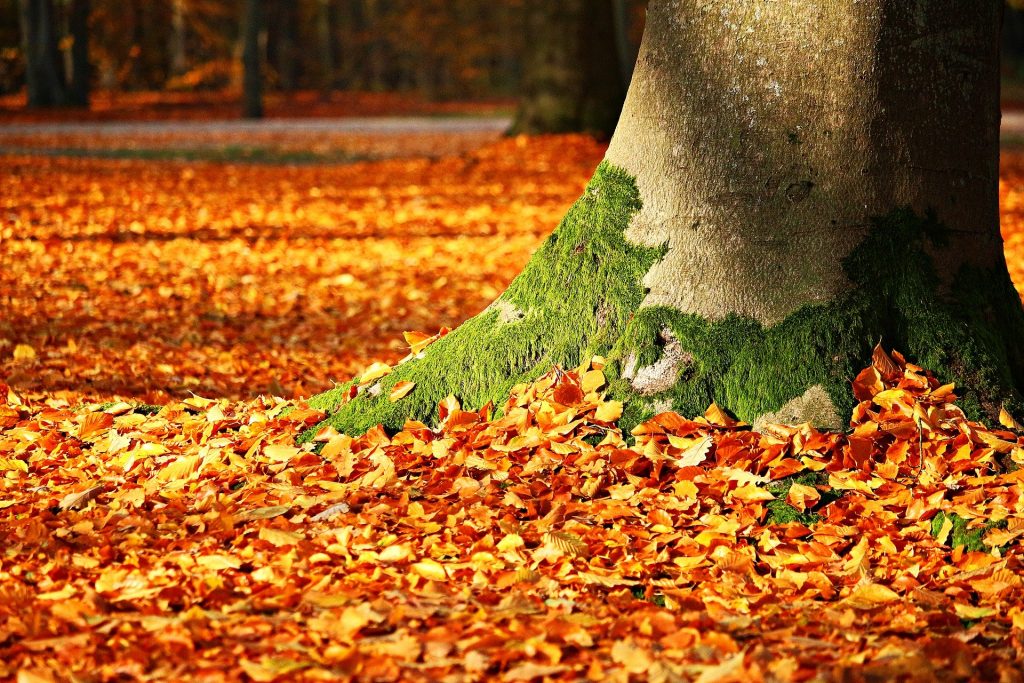 Imagem de um tronco de uma árvore com musgo. Ele se encontra em um parque e o gramado está forrado com folhas de outono alaranjadas.