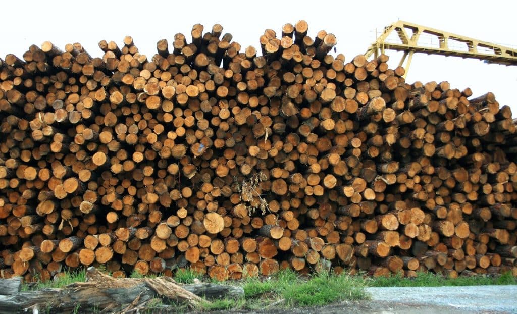 Imagem de vários troncos de madeira prontos para serem reciclados.
