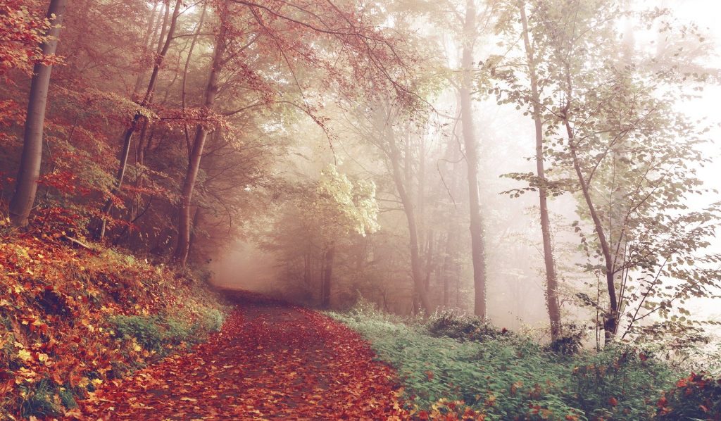 Imagem de uma estrada entre a floresta. A estrada está forrada com lindas folhas de outono na cor alaranjada.