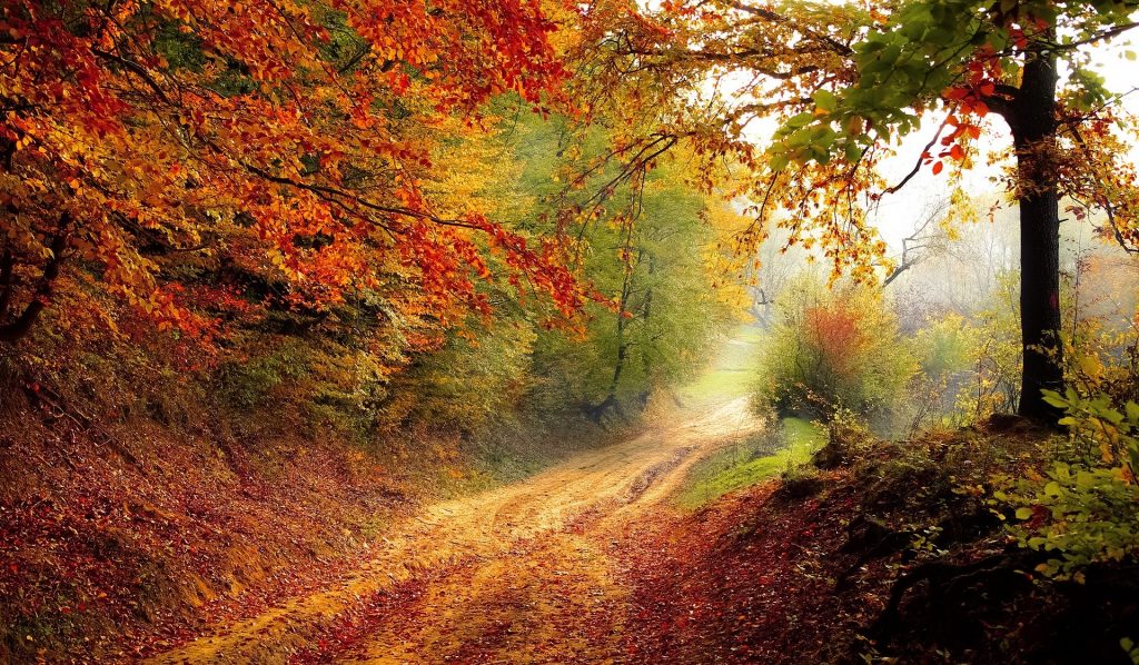 Imagem de uma estrada no centro de uma floresta em pleno outono.
