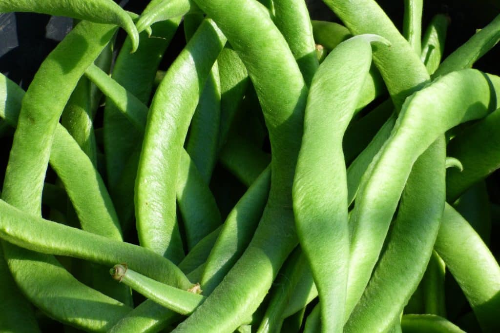 Imagem de várias vagens (legumes) e a sua relação com o intestino,