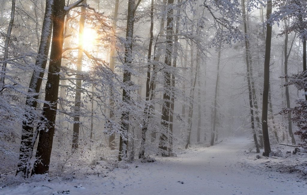Imagem de uma floresta repleta de pinheiros em ambos os lados. Tudo está coberto com gelo e neve. Ao fundo a imagem do nascer do sol.