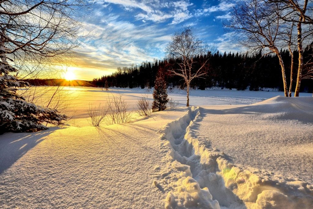 Imagem de uma floresta coberta de neve. Ao lado a plantação de vários pinheiros e ao fundo o nascer do sol.