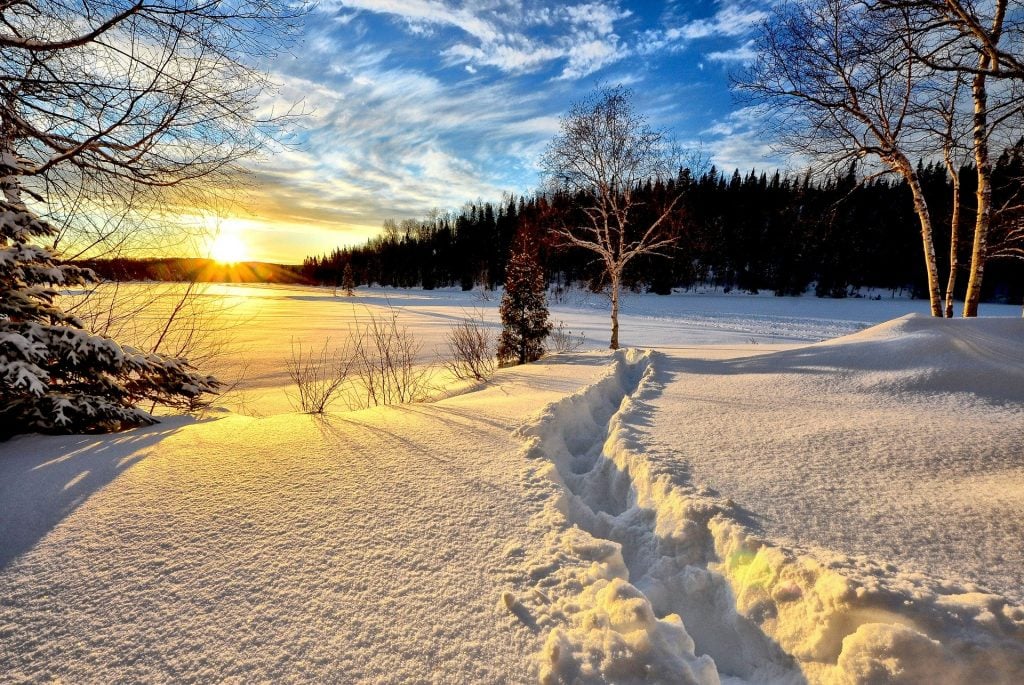 Imagem de uma floresta coberta de neve. Ao lado a plantação de vários pinheiros e ao fundo o nascer do sol.
