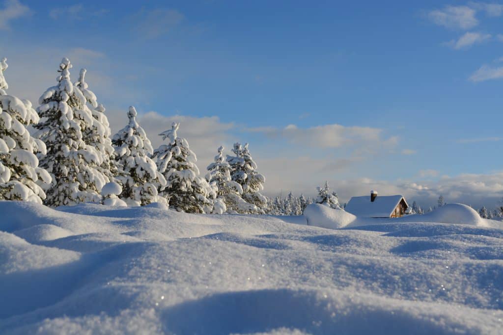 Neve em árvores, chão e em uma casinha