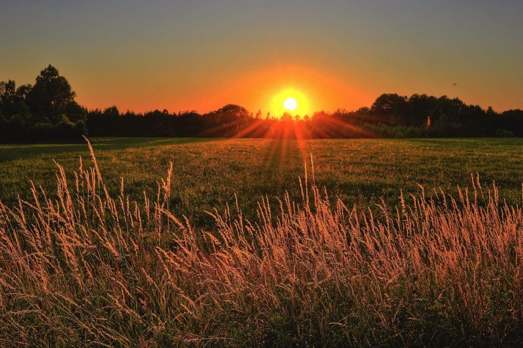 Sol nascendo no horizonte de um campo.