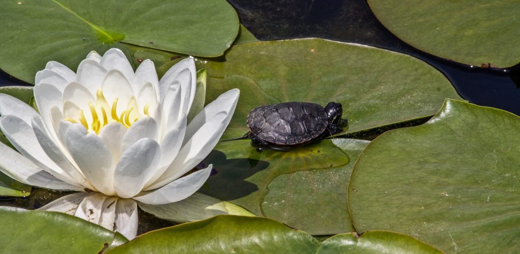 Imagem de uma linda flor de lótus em um lago e ao lado uma pequena tartaruga.
