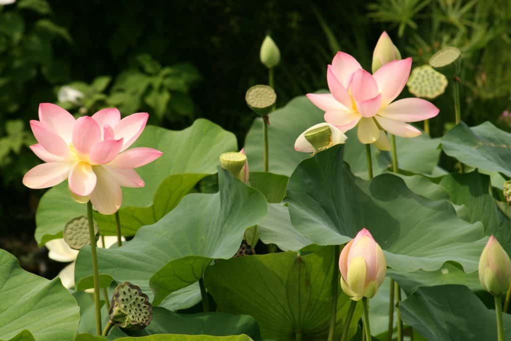 Imagem de uma linda plantação de flores de lótus na cor rosa clara. Algumas estão abertas e outras com botões fechados.
