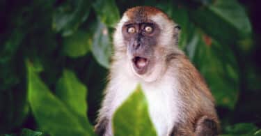 Macaco surpreso com a boca aberta.