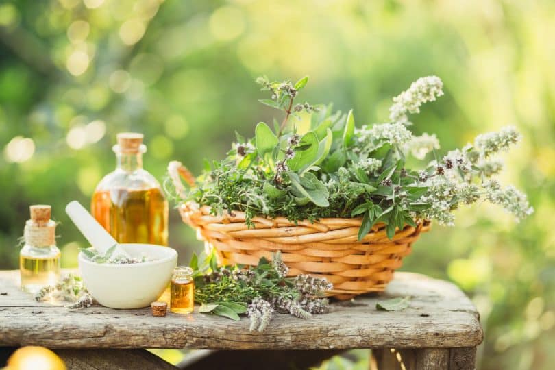 Plantas medicinais em uma cesta em uma mesa de pedra com óleos ao lado