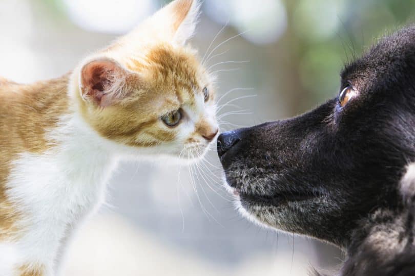 Gato branco e laranja e cachorro preto com focinhos encostados