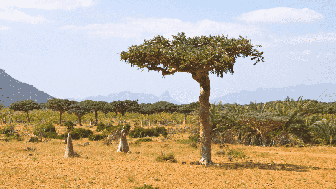 O que é mirra, segundo a Bíblia para quê serve e como usar?