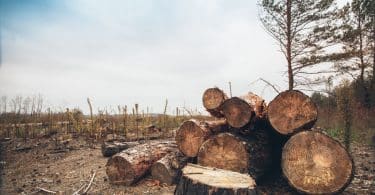 Árvores cortadas em um ambiente aberto, durante o dia.