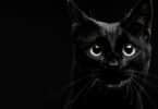 Gato preto olhando para frente em um fundo preto