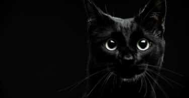 Gato preto olhando para frente em um fundo preto