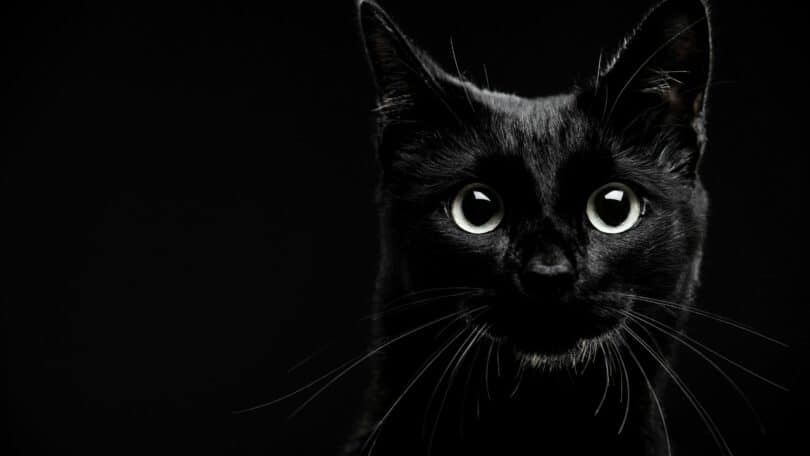 Gato preto olhando para frente em um fundo preto