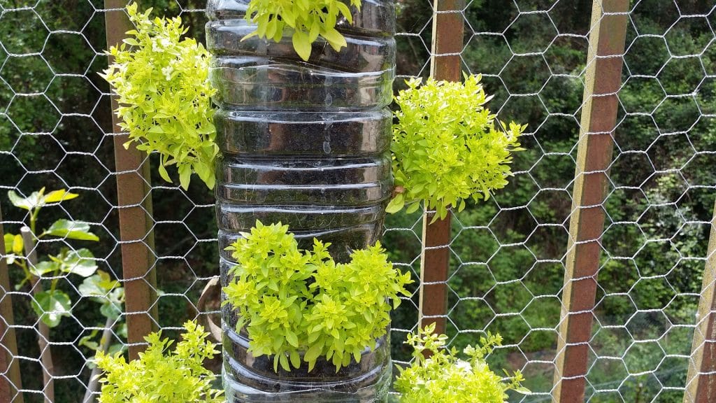 Imagem de um grande vaso com a plantação de alfavaca. As mudas cresceram e estão quase prontas para serem colhidas.
