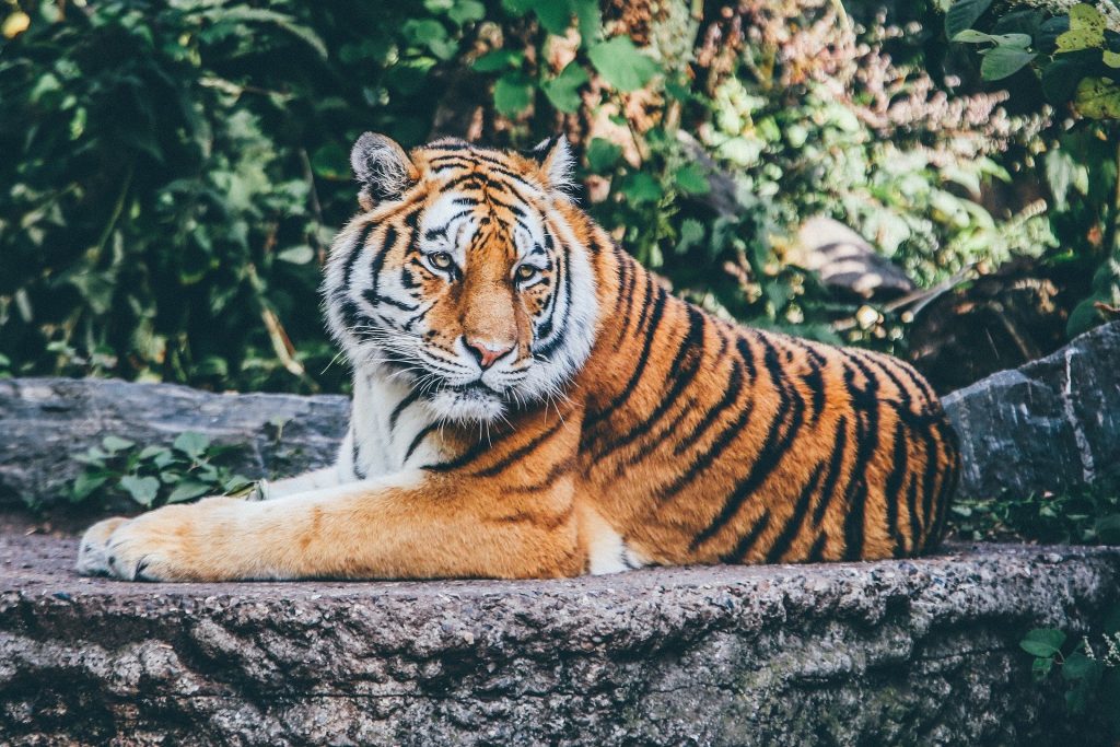 Imagem de uma floresta e nela temos um tigre deitado sobre uma pedra. Ele representa do tigre do filme As Aventuras de Pi.
