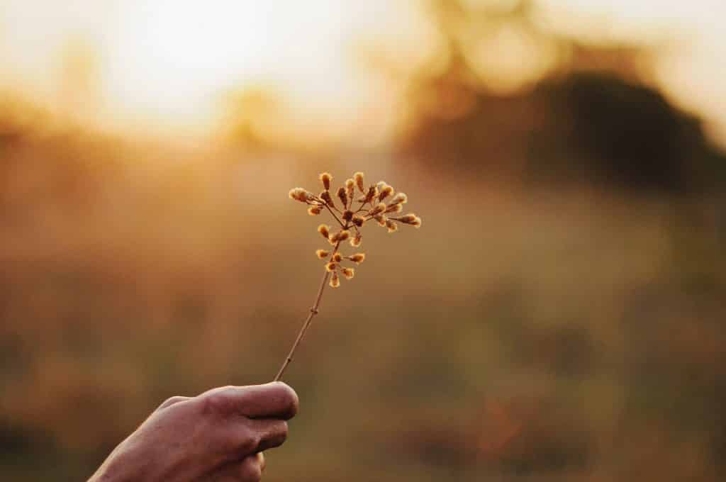 Mão de alguém segurando um ramo de flor em um campo aberto