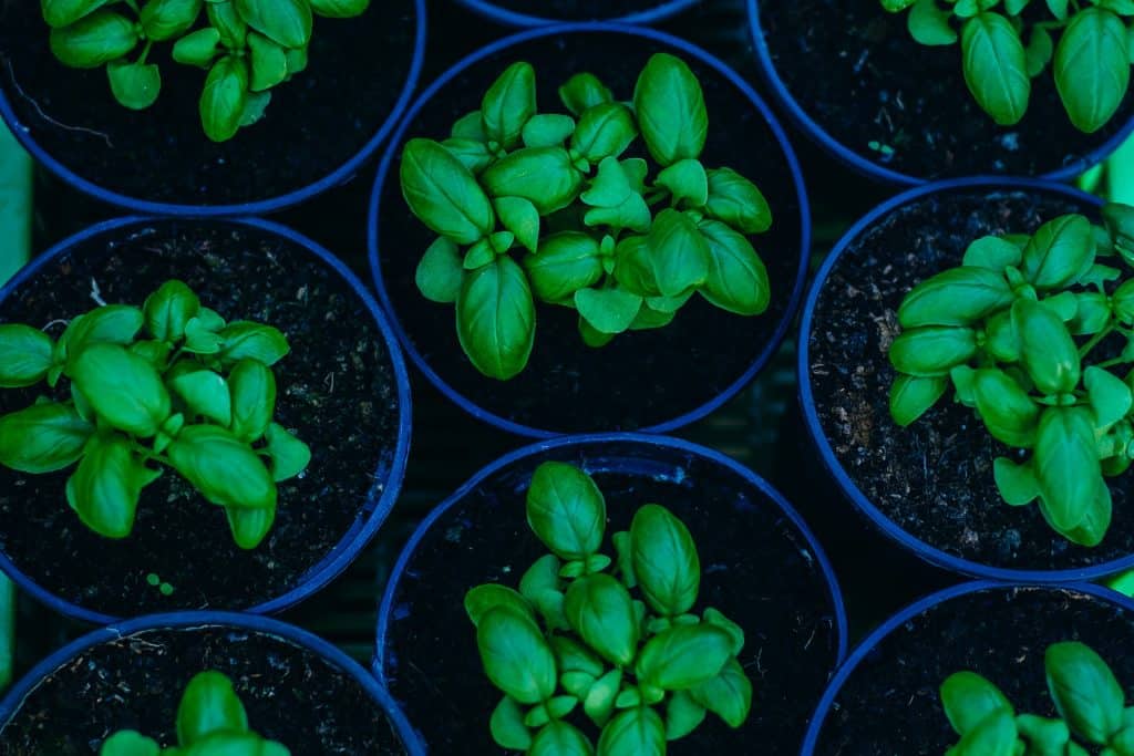 Imagem de vários potinhos com a plantação de alfavaca. Já existem várias folhas da erva em crescimento.