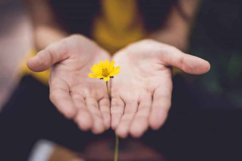 Mãos abertas com uma pequena flor no meio