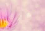 Imagem de uma linda flor de lótus na cor rosa.