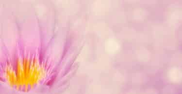 Imagem de uma linda flor de lótus na cor rosa.