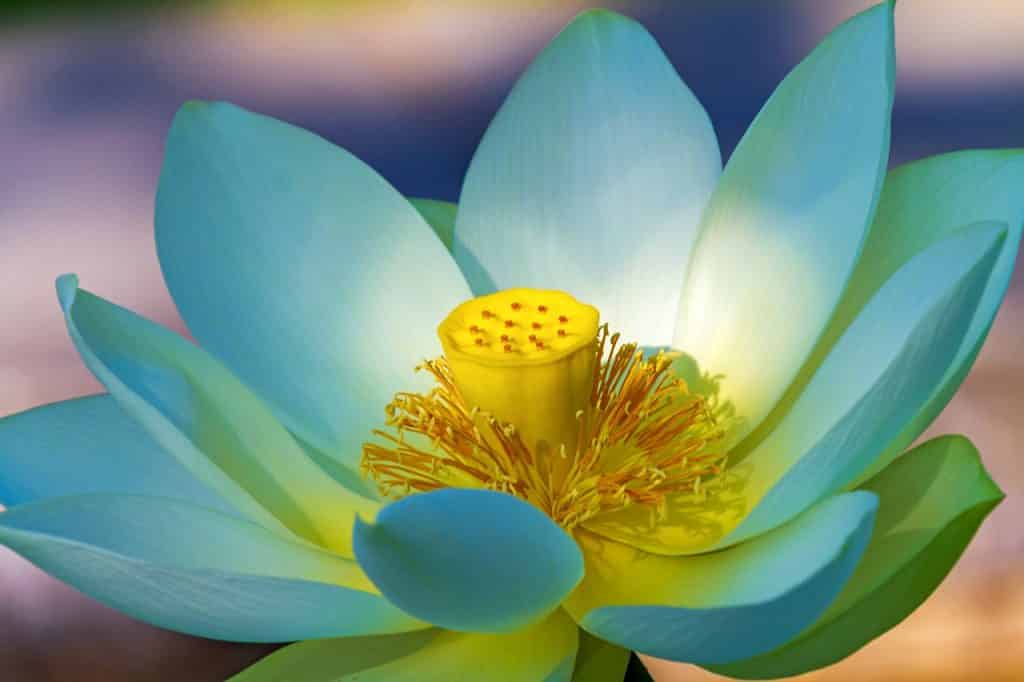 Foto de uma flor de lótus aberta, vista de perto, com o fundo desfocado.