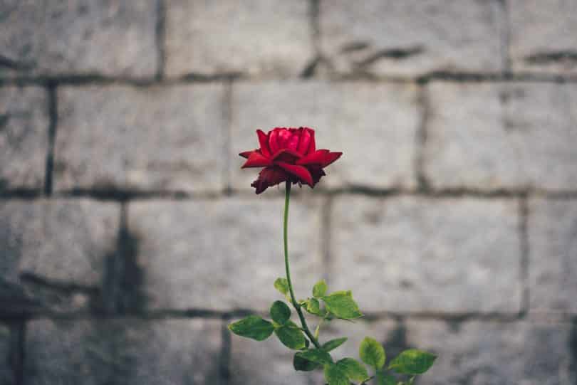 Rosa pequena ao lado de um muro de cimento